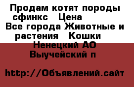 Продам котят породы сфинкс › Цена ­ 4 000 - Все города Животные и растения » Кошки   . Ненецкий АО,Выучейский п.